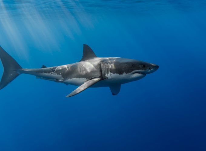 Wallpaper Shark, underwater, Animals 699676209